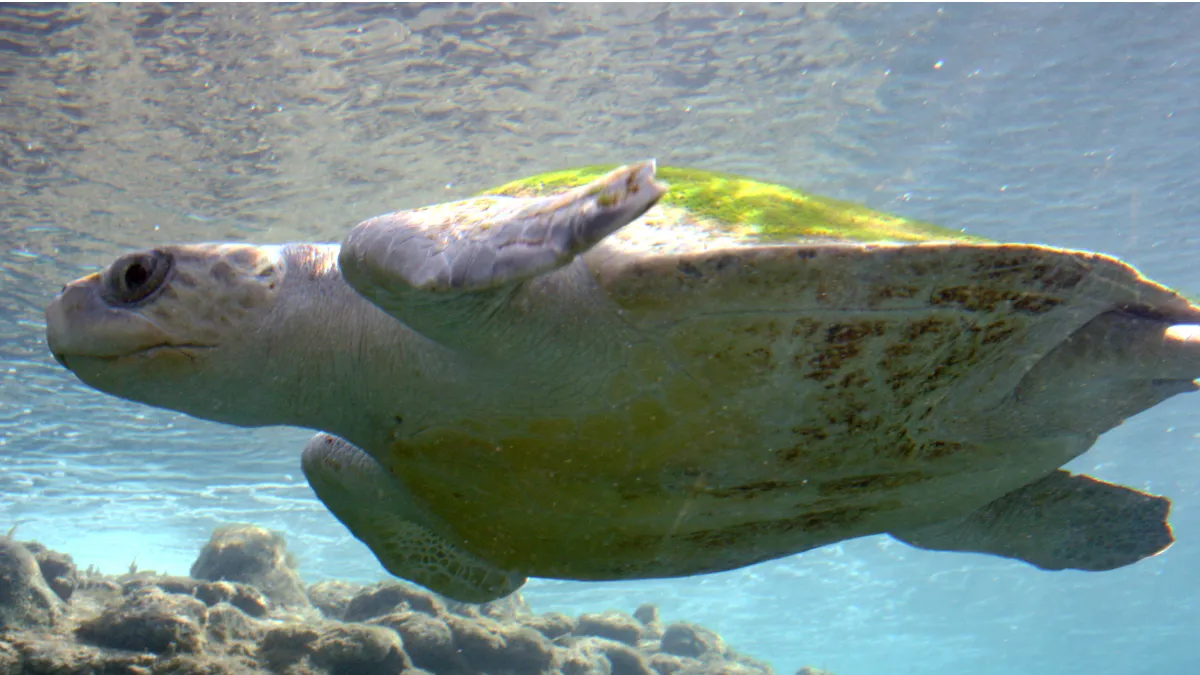Olive Ridley turtle Odisha