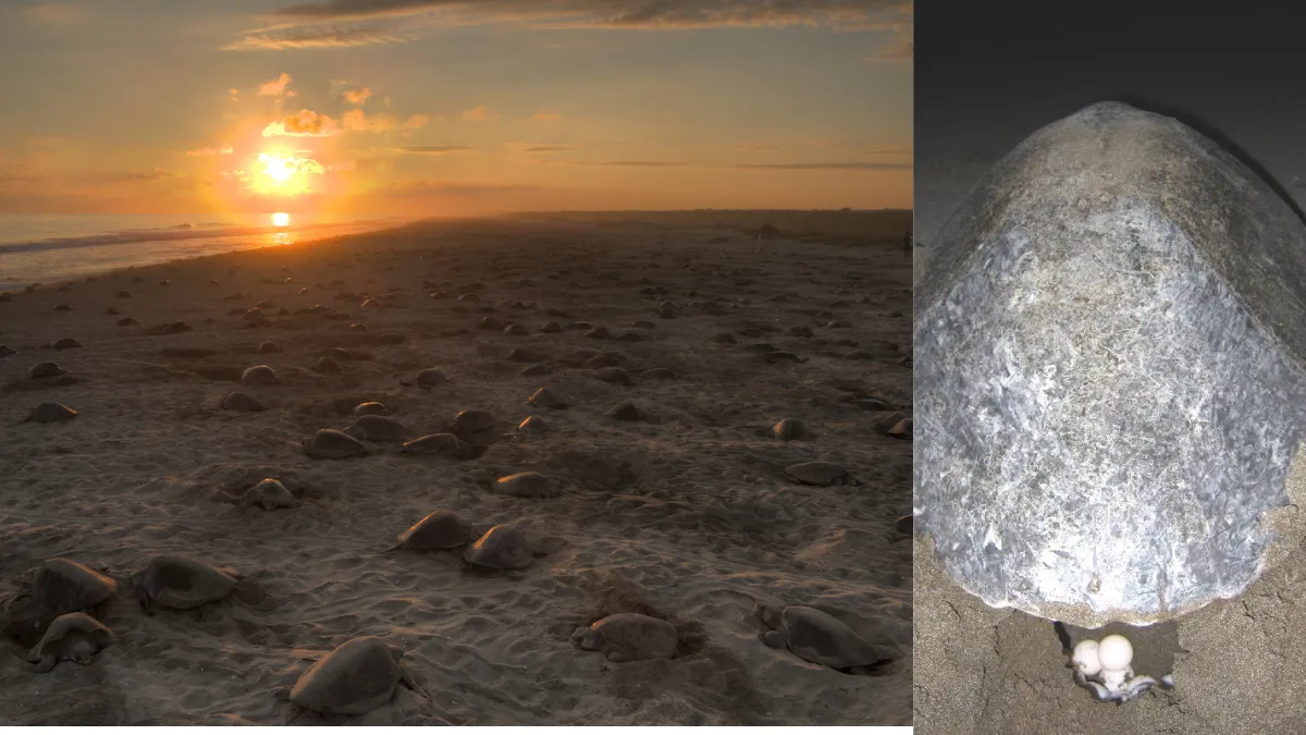 Olive Ridley turtle Odisha