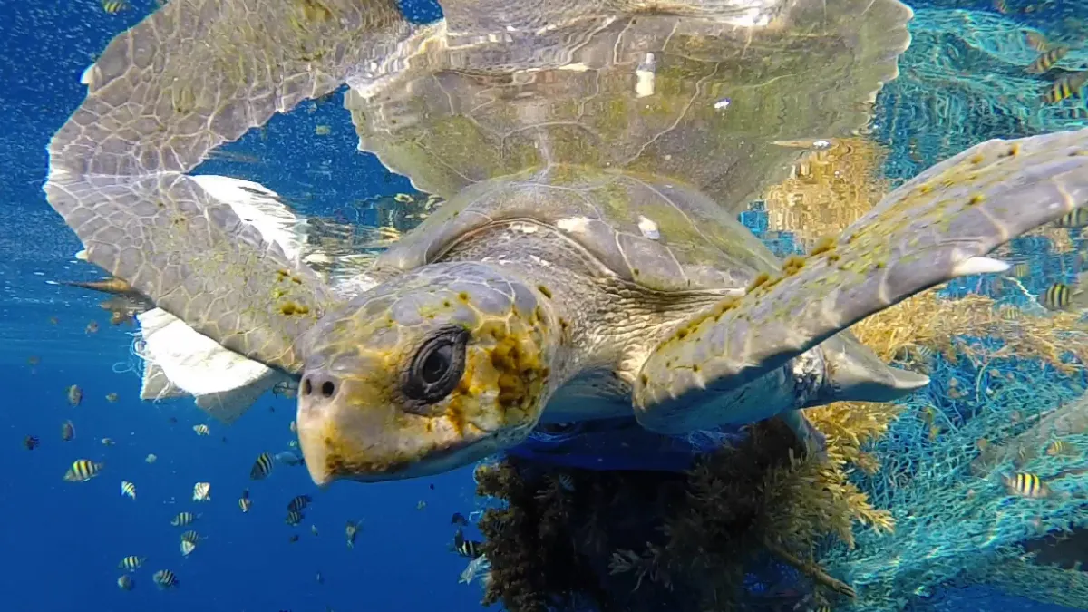 Olive Ridley turtle Odisha