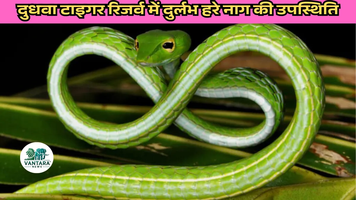 Dudhwa Tiger Reserve