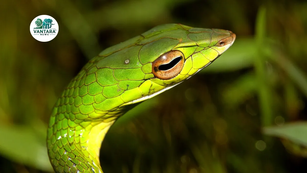 Dudhwa Tiger Reserve