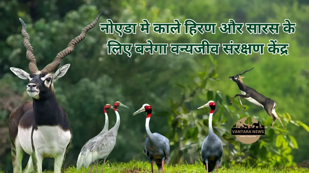 Noida Animal Rehabilitation Center