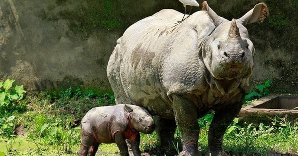 Chotu the Rhino