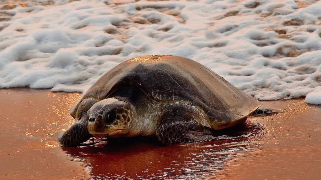 olive ridley turtle rescue, oil spill marine life Gujarat