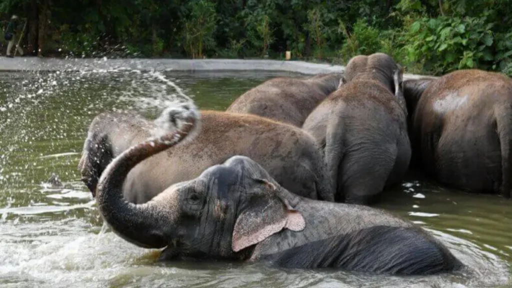 elephant circus rescue, elephant rehabilitation Gujarat