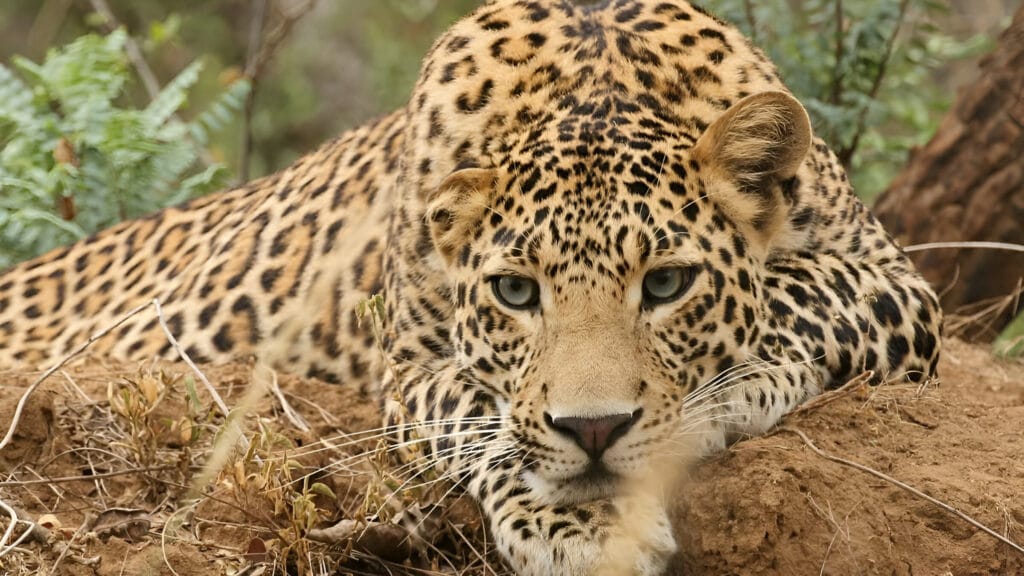 Leopards Of Vantara
