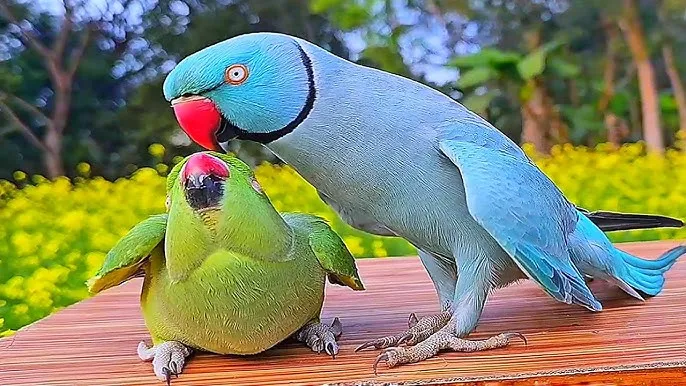exotic bird rescue India, macaw smuggling India