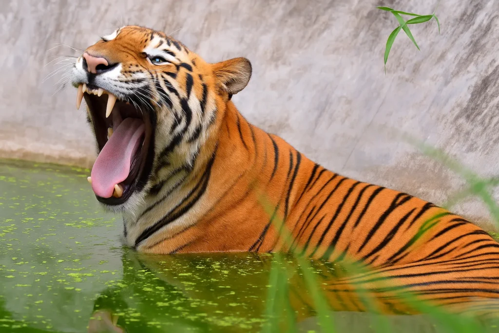 Tiger rescue story India, poacher trap tiger Vantara