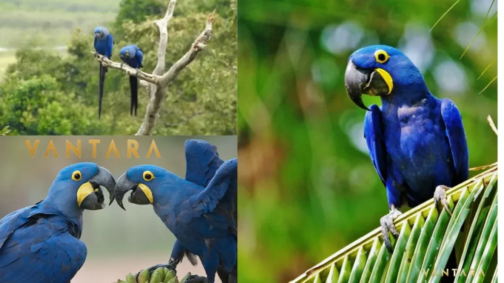 Vantara Jamnagar Birds