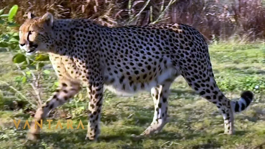 Vantara Jamnagar Cheetahs