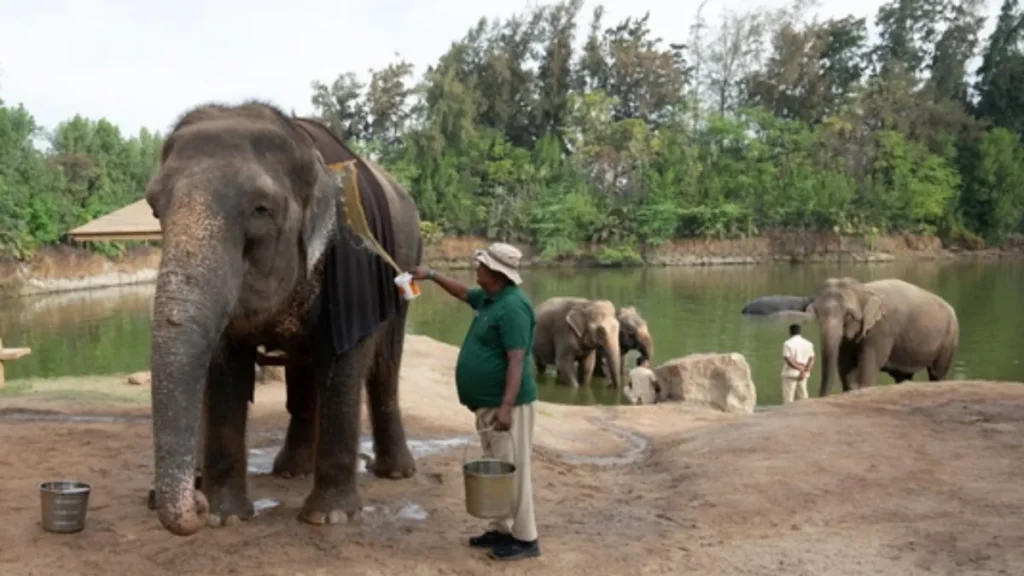 Vantara Jamnagar Elephants