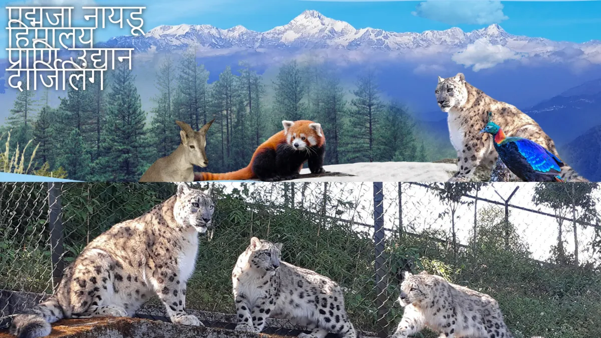 दार्जिलिंग जू