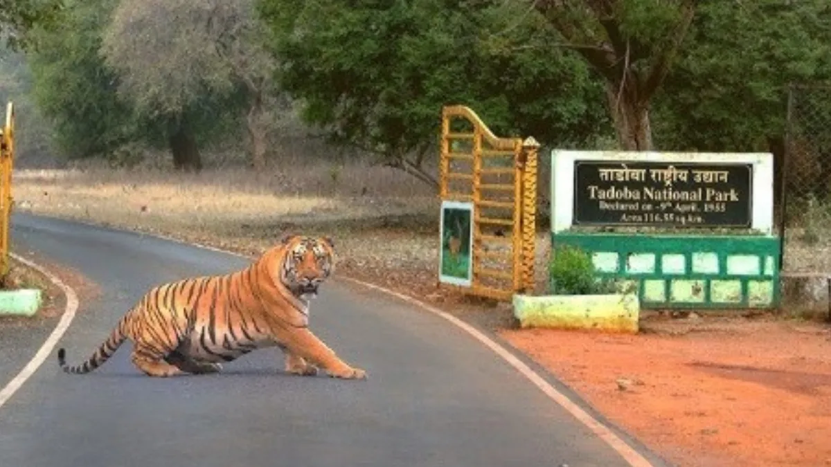 Tadoba Andhari Tiger Reserve
