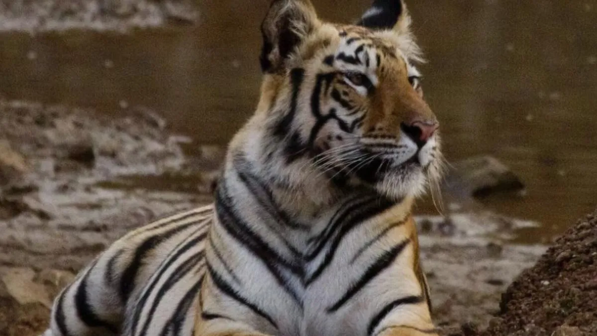 Tadoba Andhari Tiger Reserve