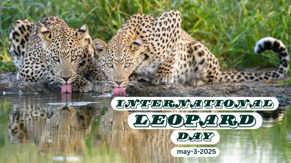 World Leopard Day
