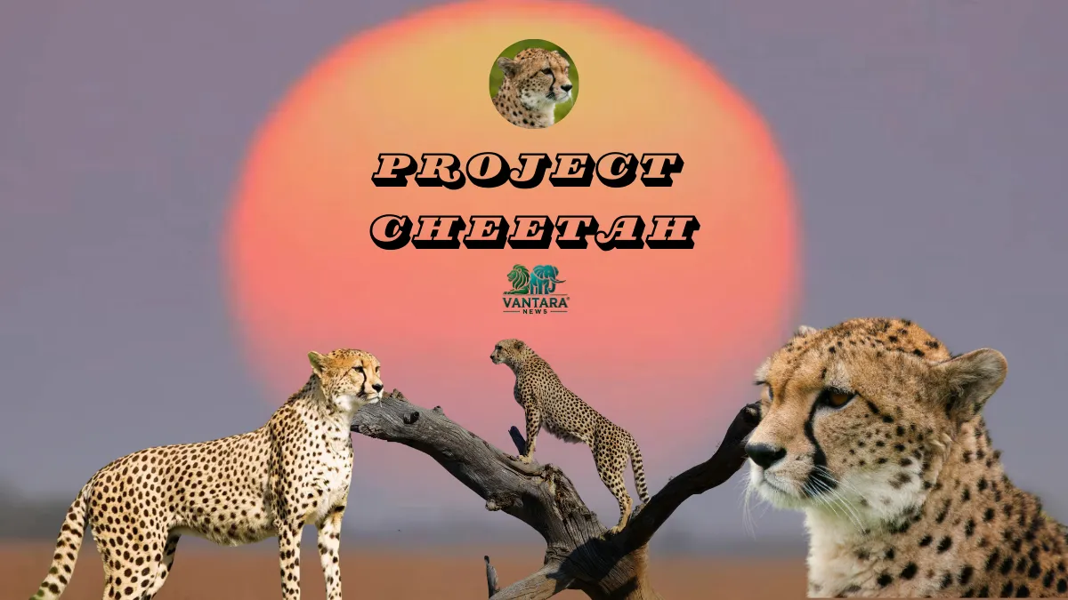 Project Cheetah