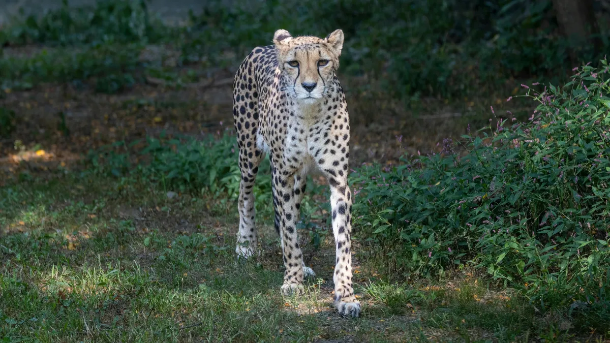 Project Cheetah