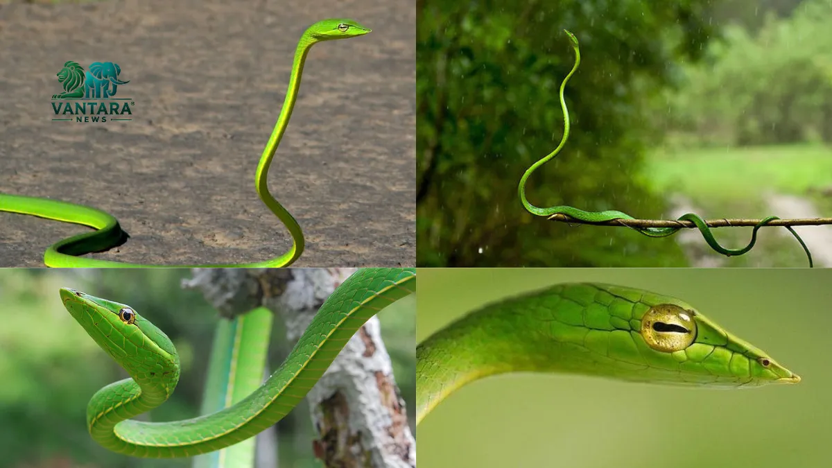 GREEN VINE SNAKE