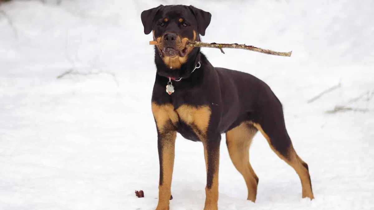 Rottweiler