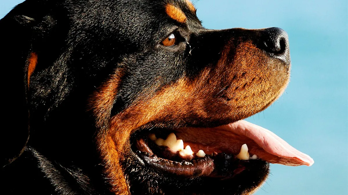 Rottweiler