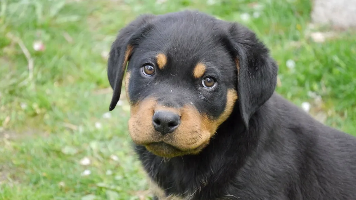 Rottweiler