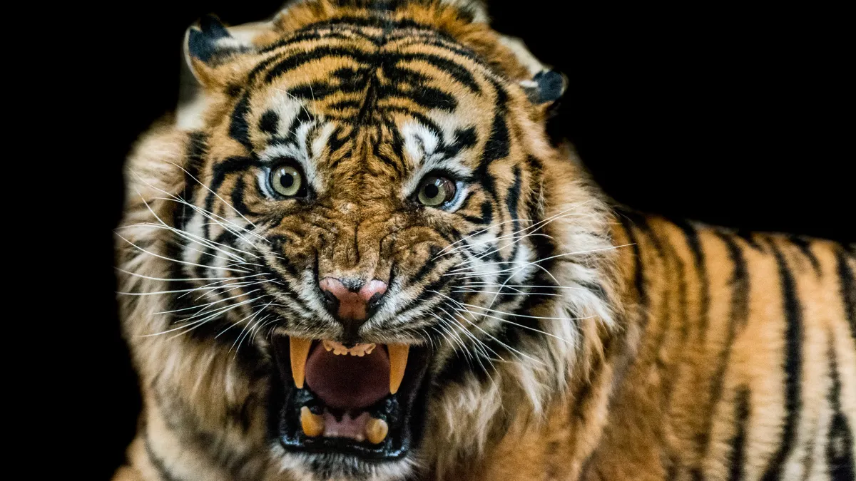 चंद्रपुर टाइगर रिजर्व में बाघ का कहर