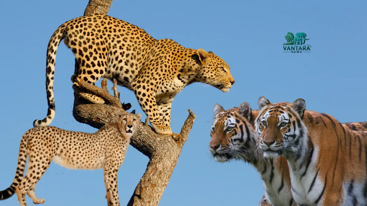 सागर टाइगर रिजर्व