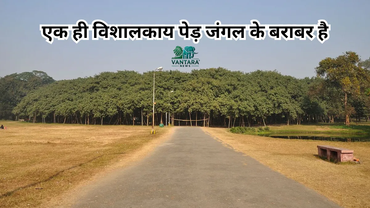 थिम्माम्मा मर्रिमनु पेड़