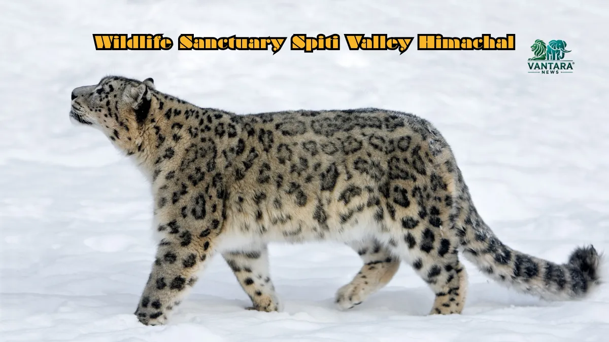 Wildlife Sanctuary Spiti Valley Himachal