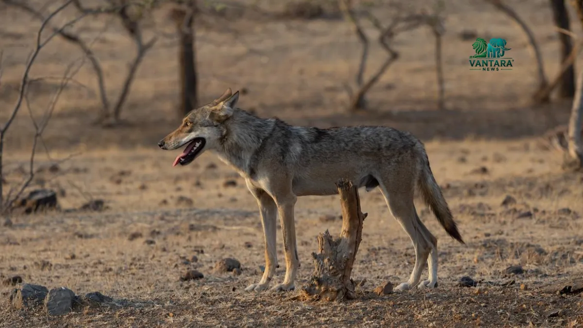 Indian Grey Wolf