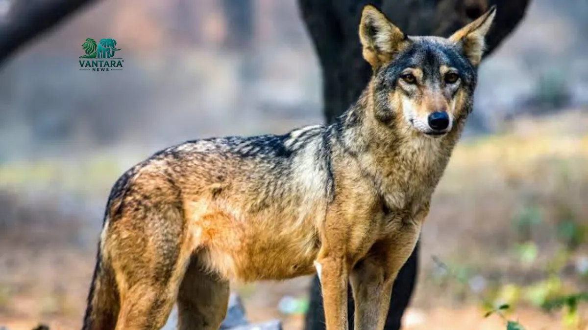  Indian Grey Wolf