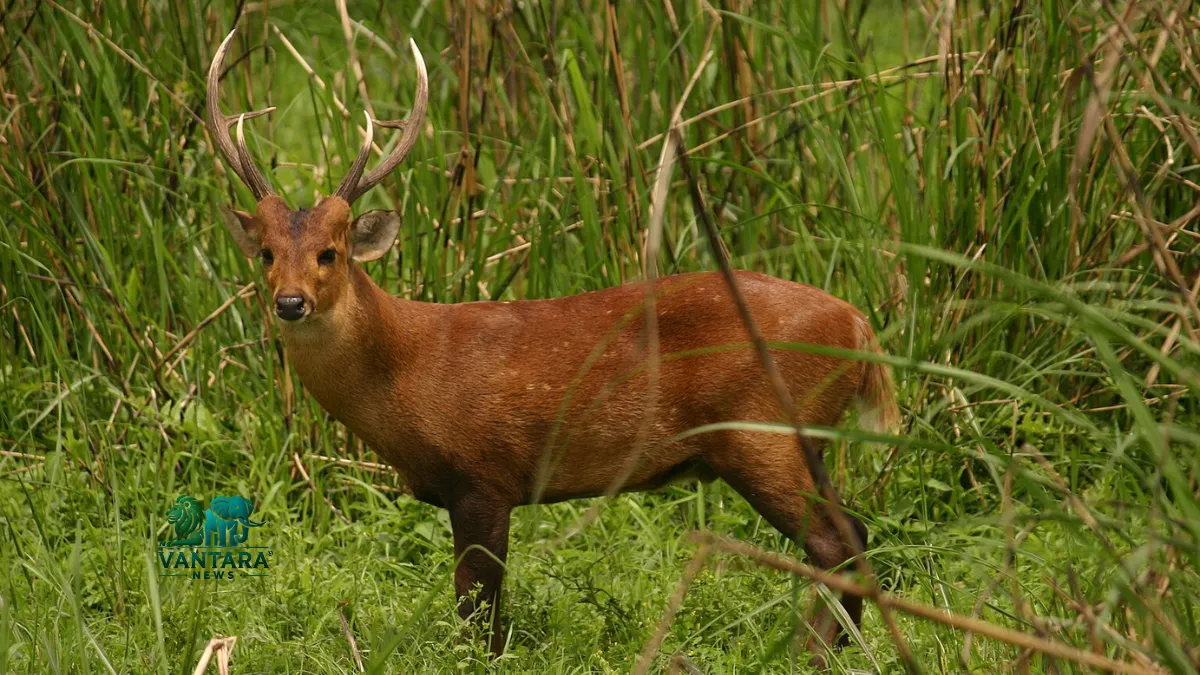 Corbett Tiger Reserve