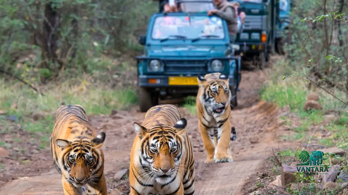 Panna Tiger Reserve