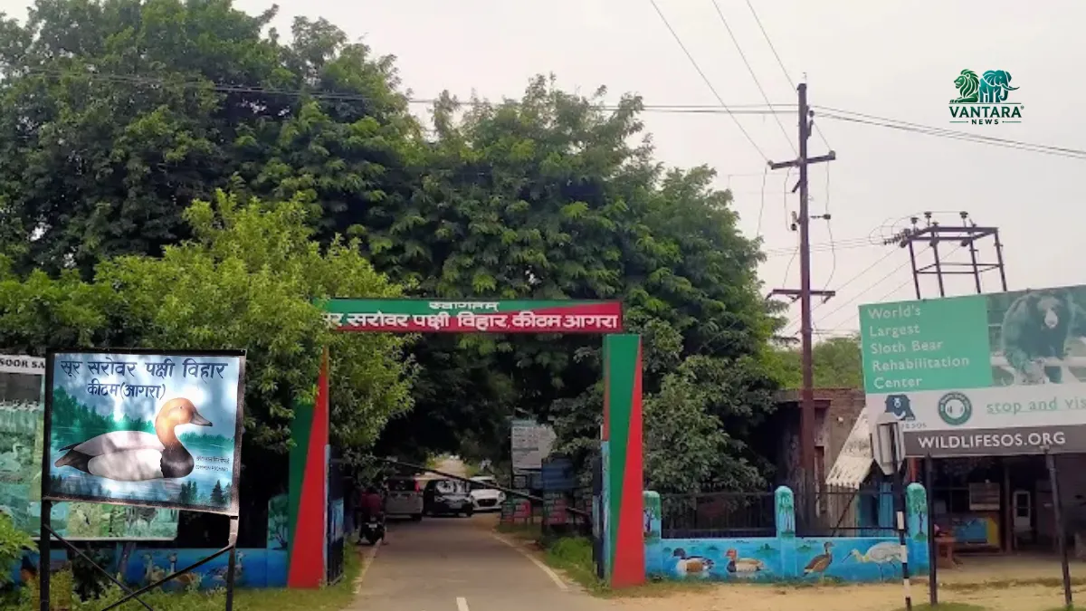 Soor Sarovar Bird Sanctuary