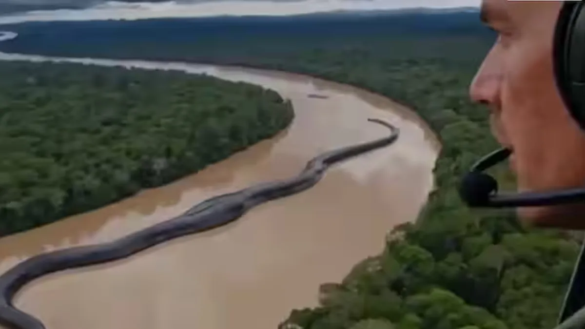 अमेजन नदी में तैरता नजर आया विशालकाय एनाकोंडा