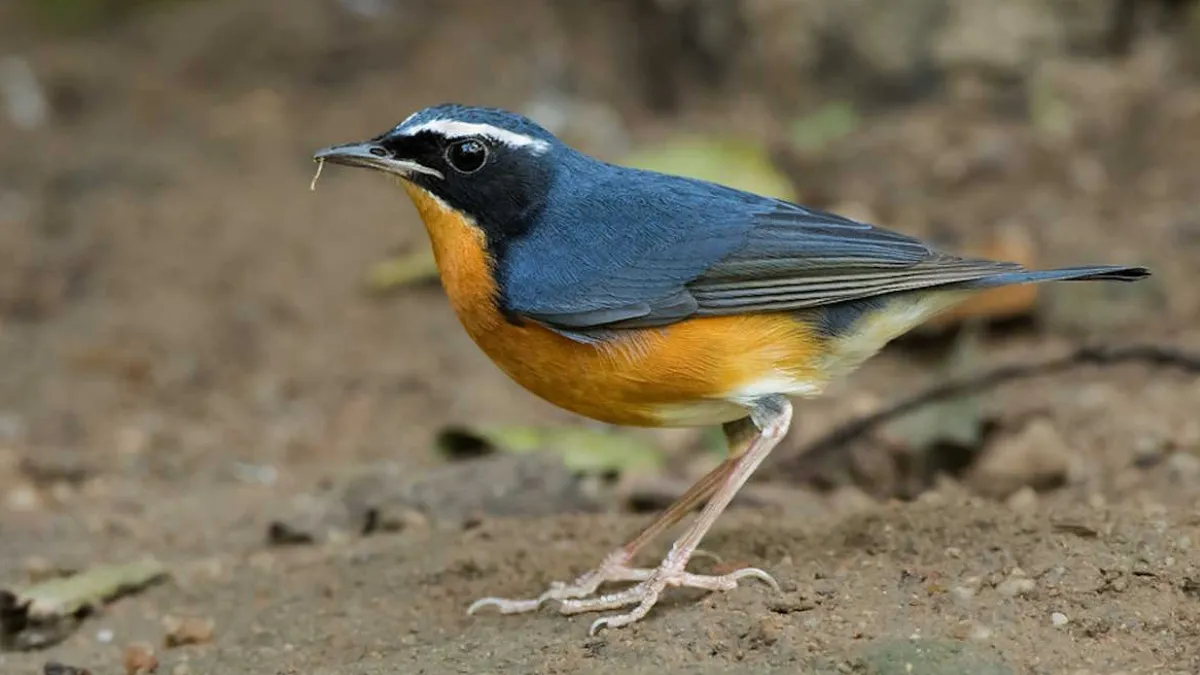 Rare Indian Blue Robin