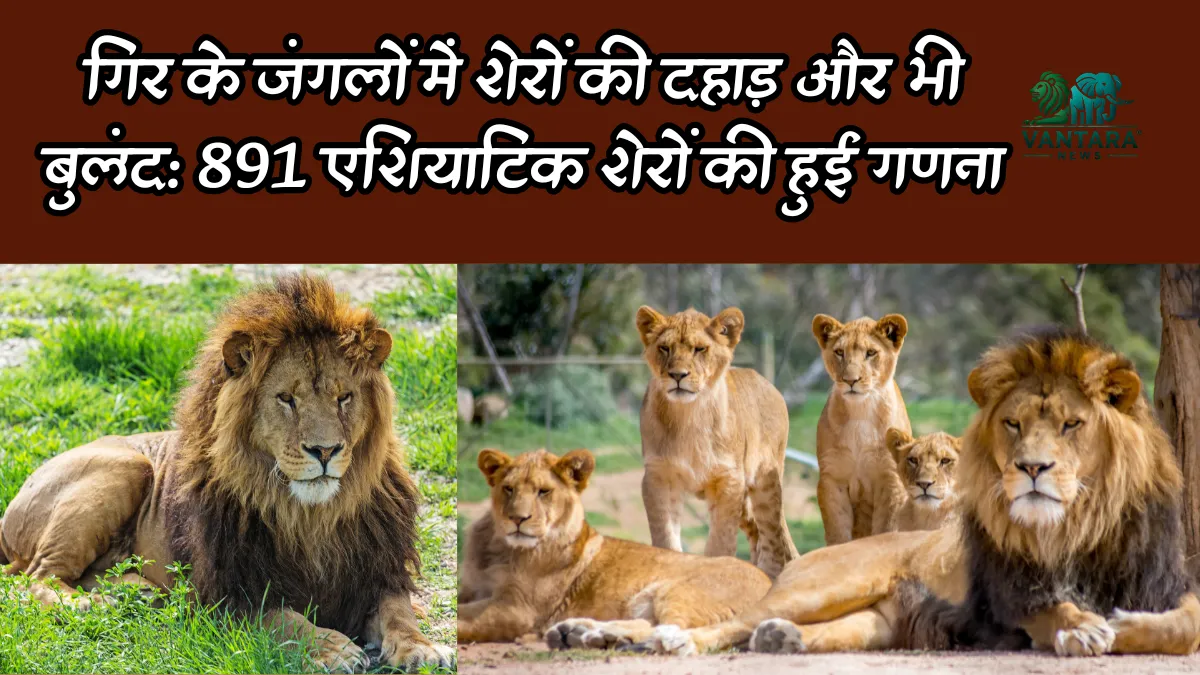 एशियाटिक शेरों