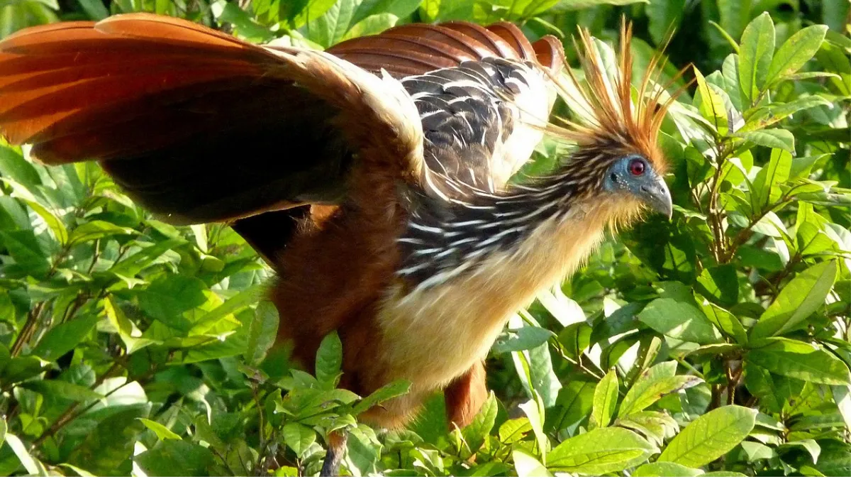Hoatzin Bird
