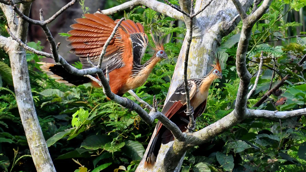 Hoatzin Bird