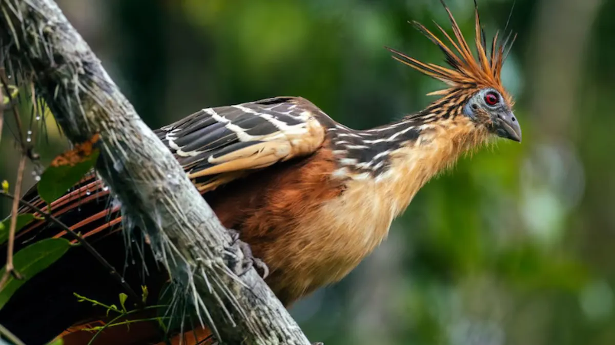 Hoatzin Bird