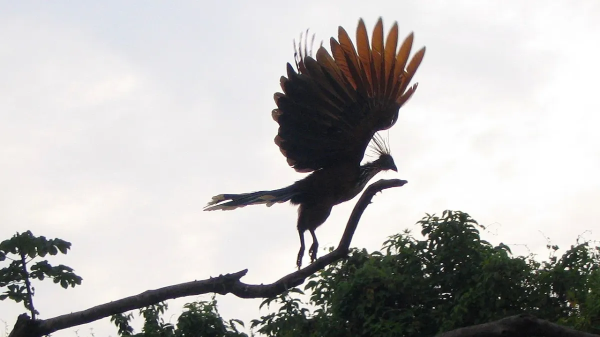 Hoatzin Bird
