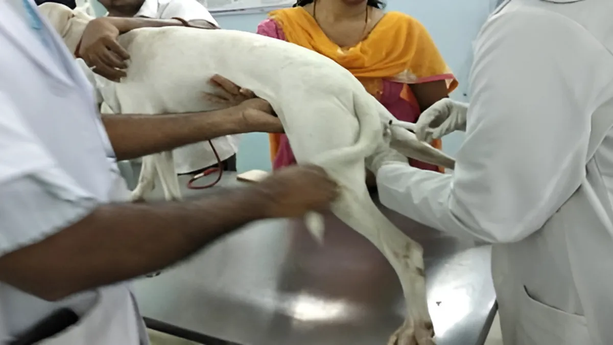 Online Registrations for Applications for Veterinary Courses