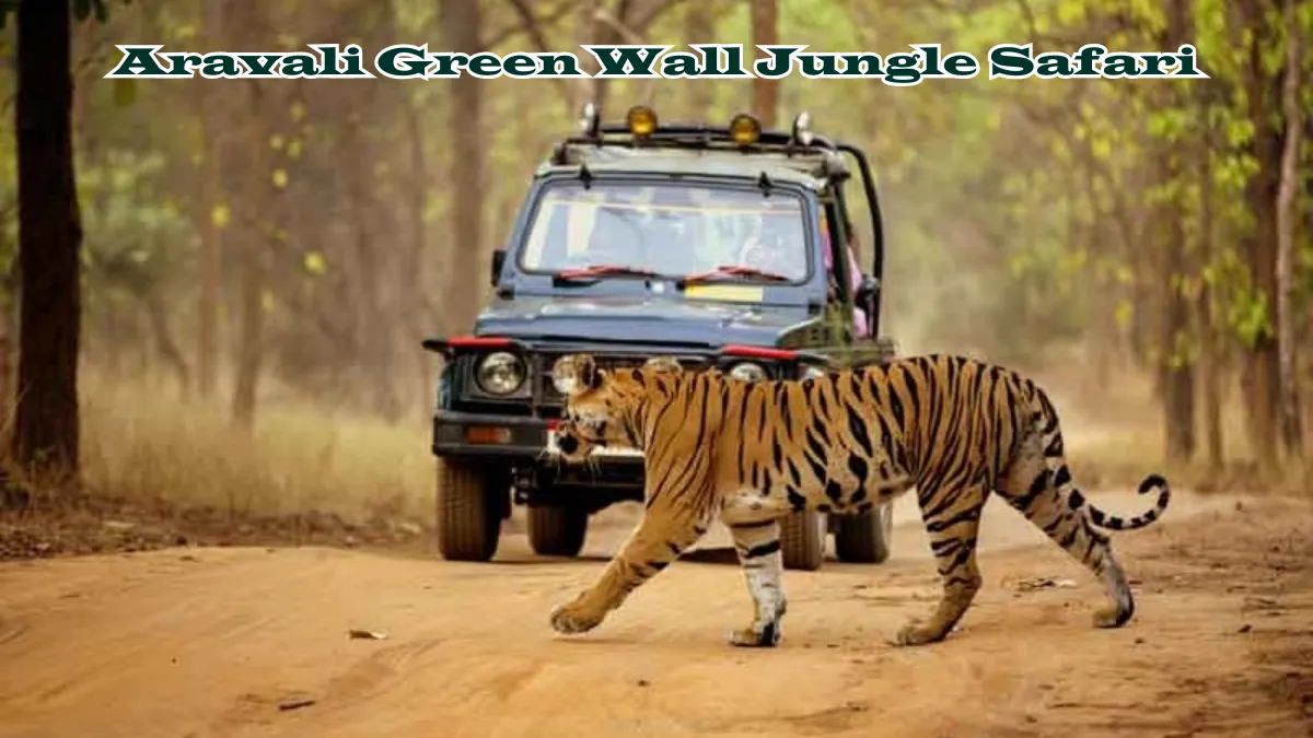 Aravali Green Wall Jungle Safari