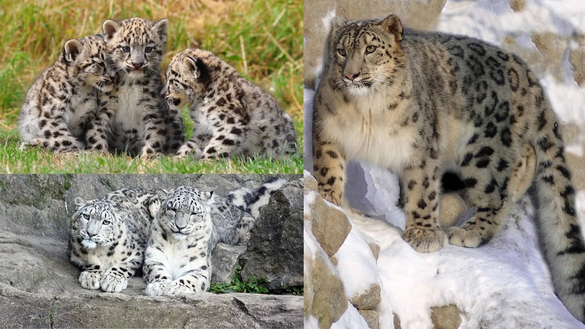 Kingdom of the Snow Leopard in Ladakh