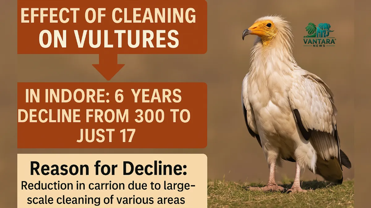 Effect of Cleaning on Vultures