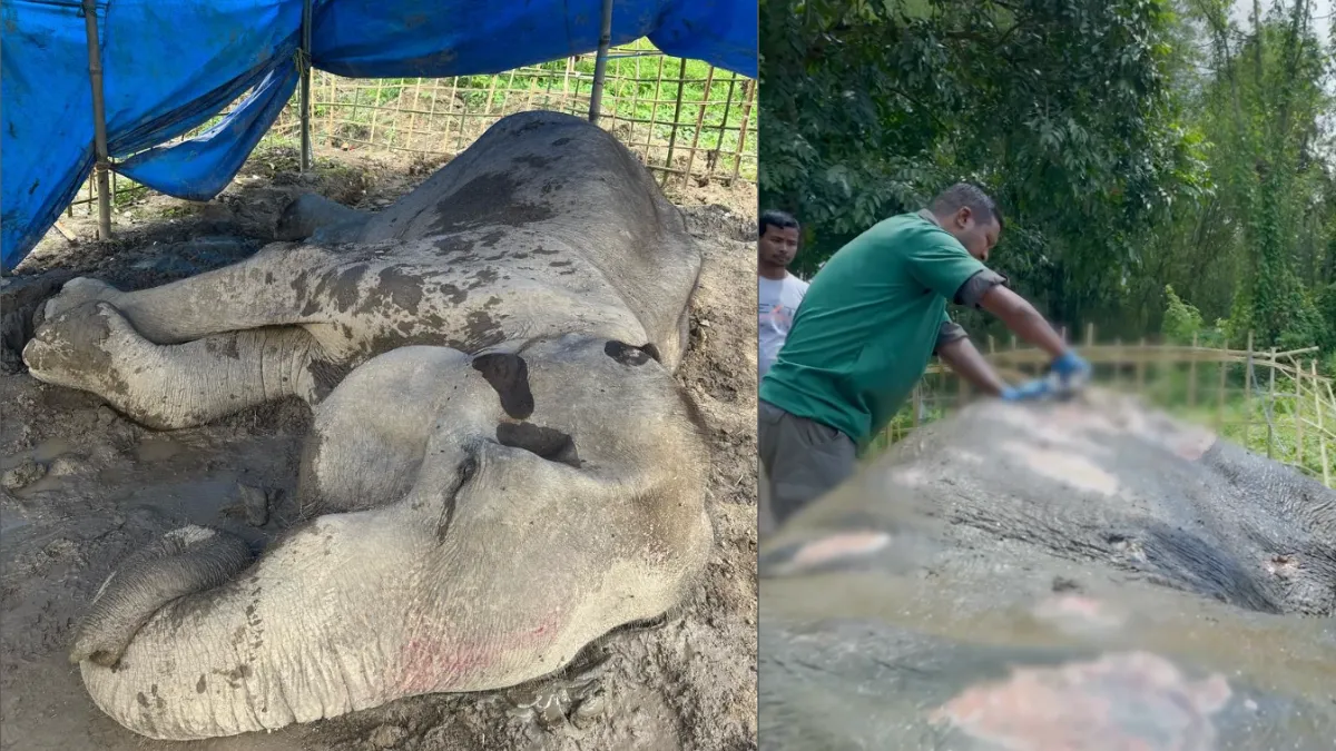 Vantara rescue mission