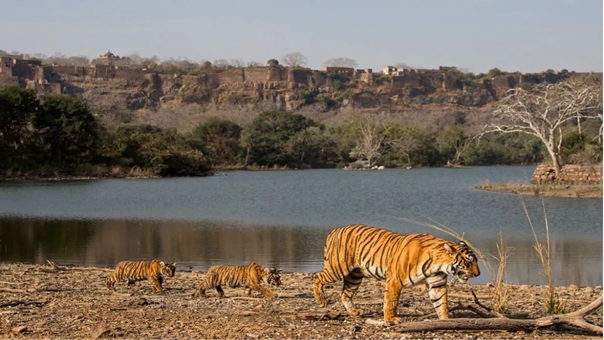Ranthambore Safari News