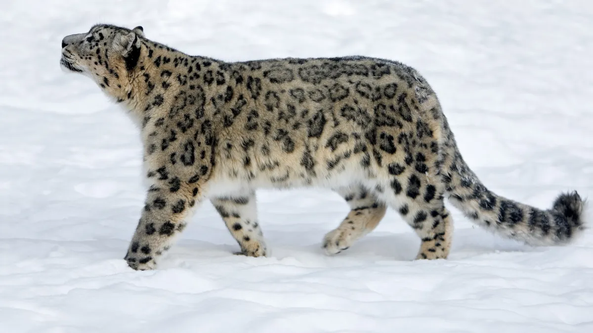 Snow Leopard population India