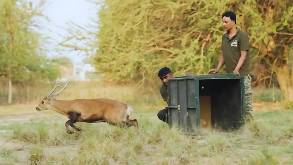 Wildlife Rescue in Mathura