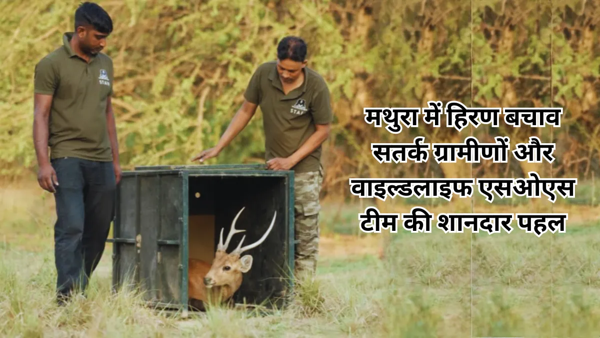 Wildlife Rescue in Mathura